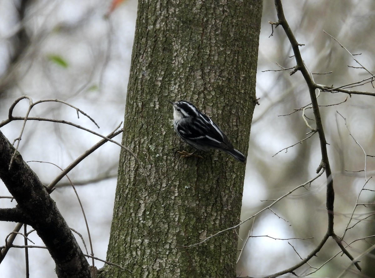 Black-and-white Warbler - ML614956766