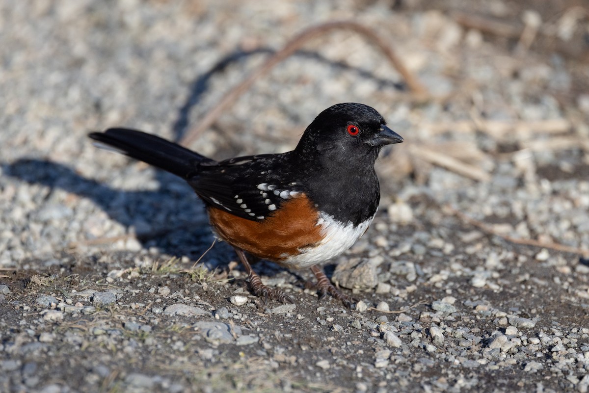 Spotted Towhee - ML614956841