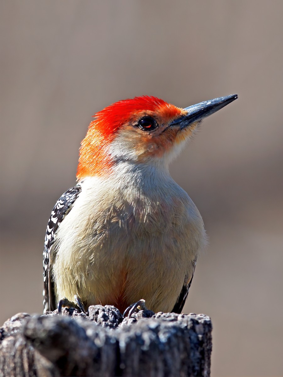 Red-bellied Woodpecker - ML614956849