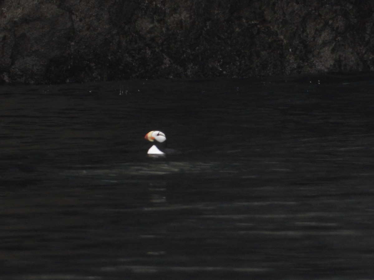 Horned Puffin - ML614956885