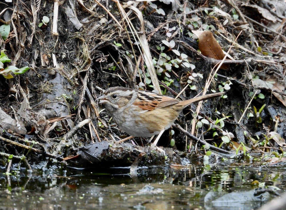 Swamp Sparrow - ML614957070