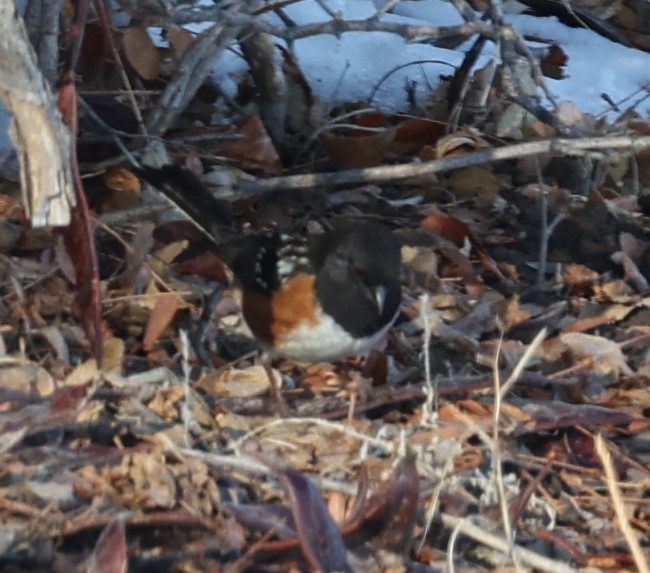 Spotted Towhee - ML614957080