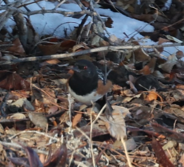 Spotted Towhee - ML614957081