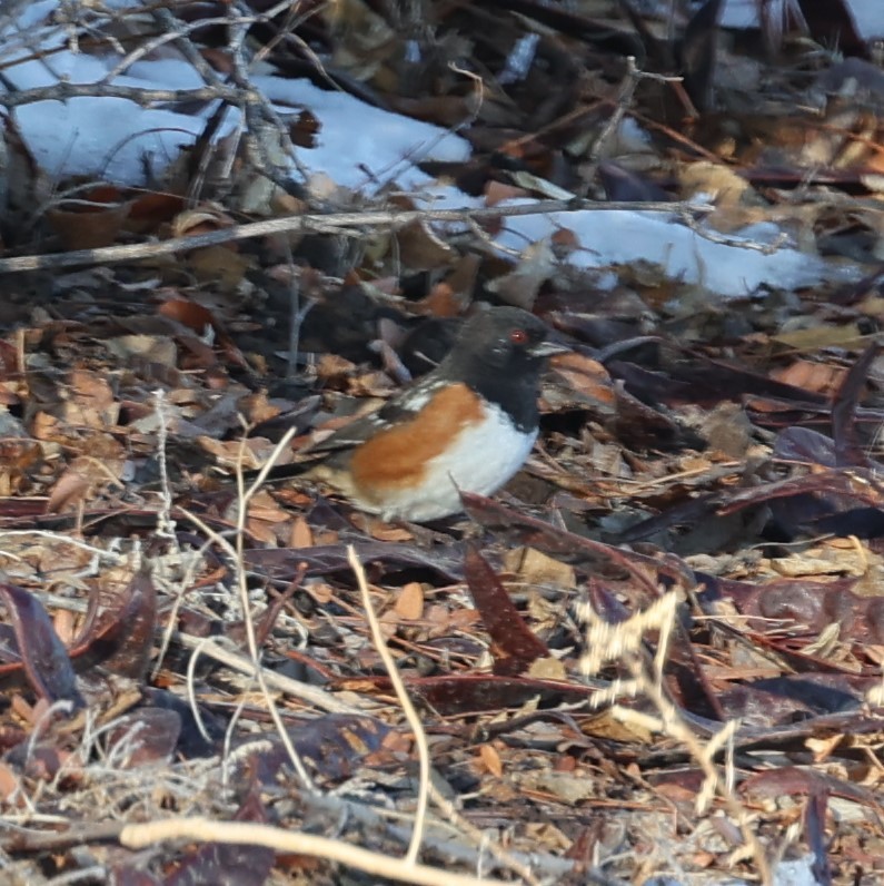Spotted Towhee - ML614957083