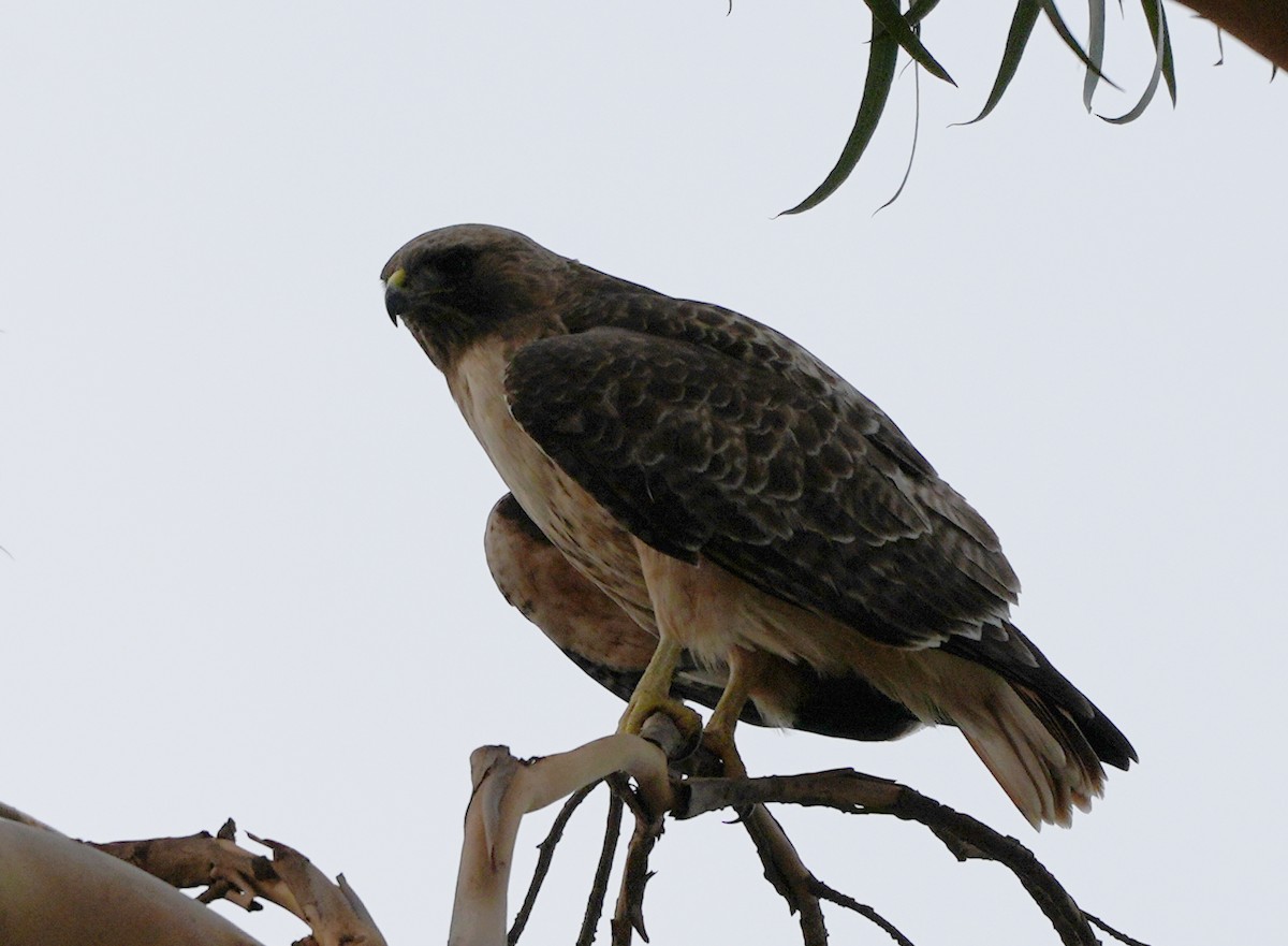 Red-tailed Hawk - ML614957132