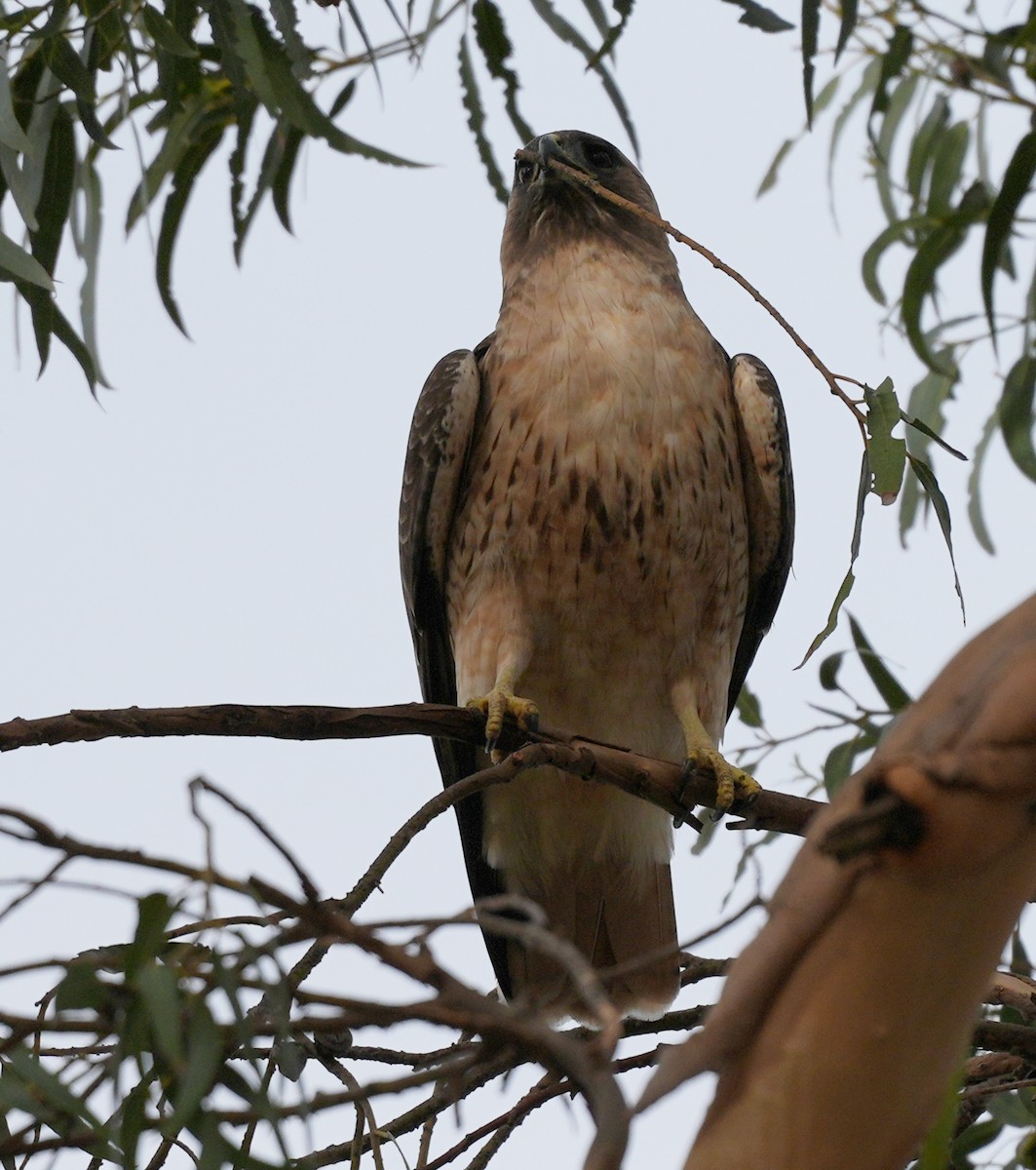 Red-tailed Hawk - ML614957133