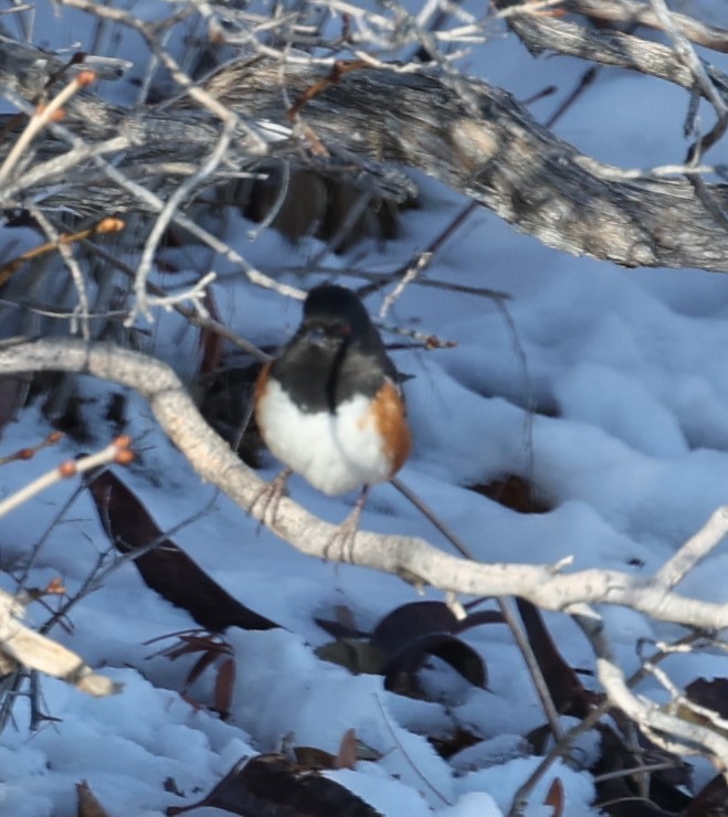 Spotted Towhee - ML614957181