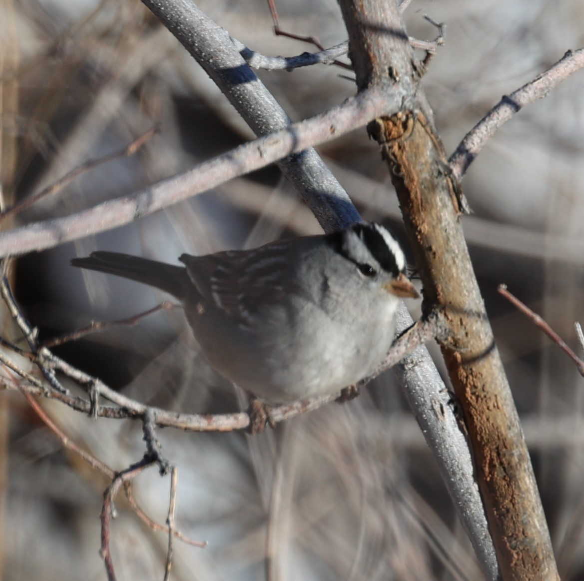 White-crowned Sparrow (Gambel's) - ML614957206