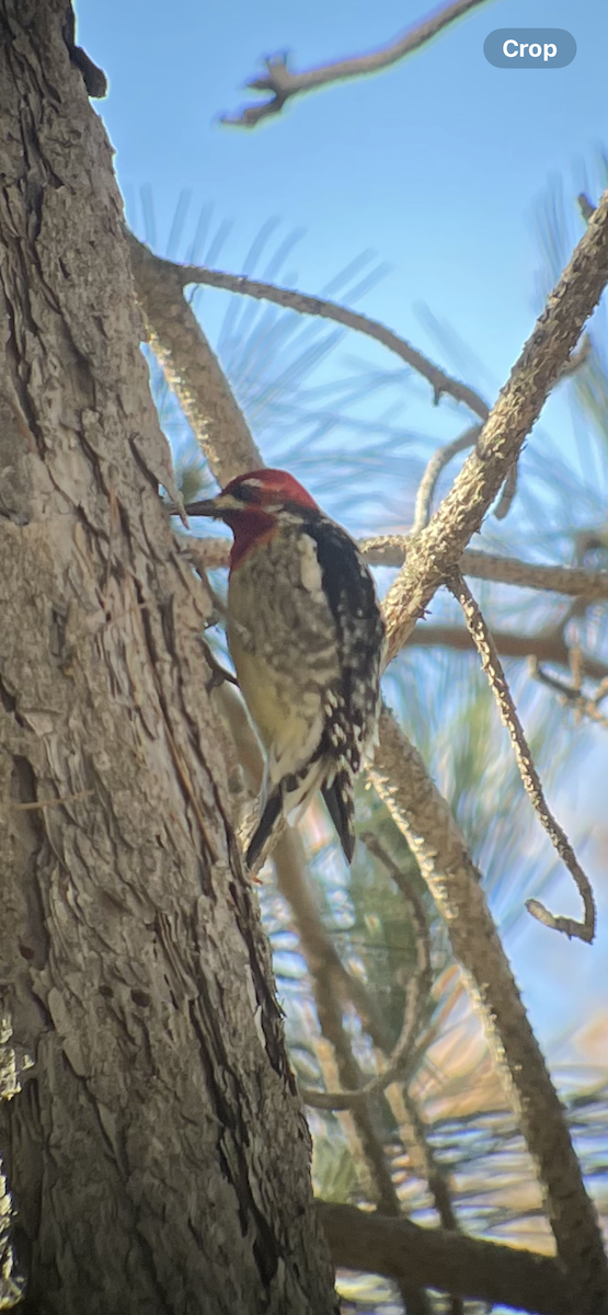 Red-naped x Red-breasted Sapsucker (hybrid) - Richard  Laubach