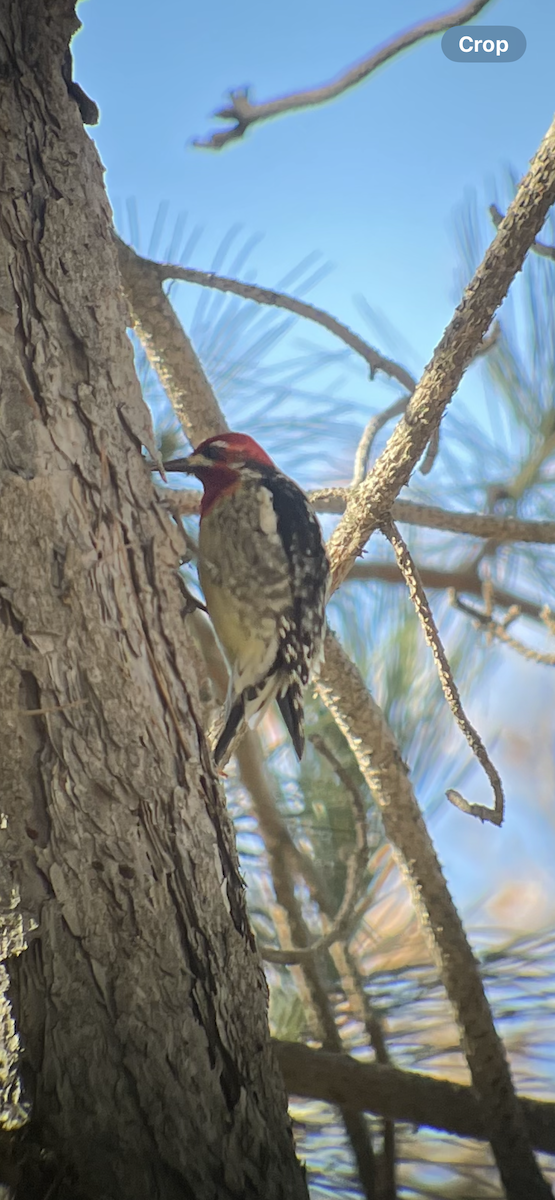 Red-naped x Red-breasted Sapsucker (hybrid) - ML614957227