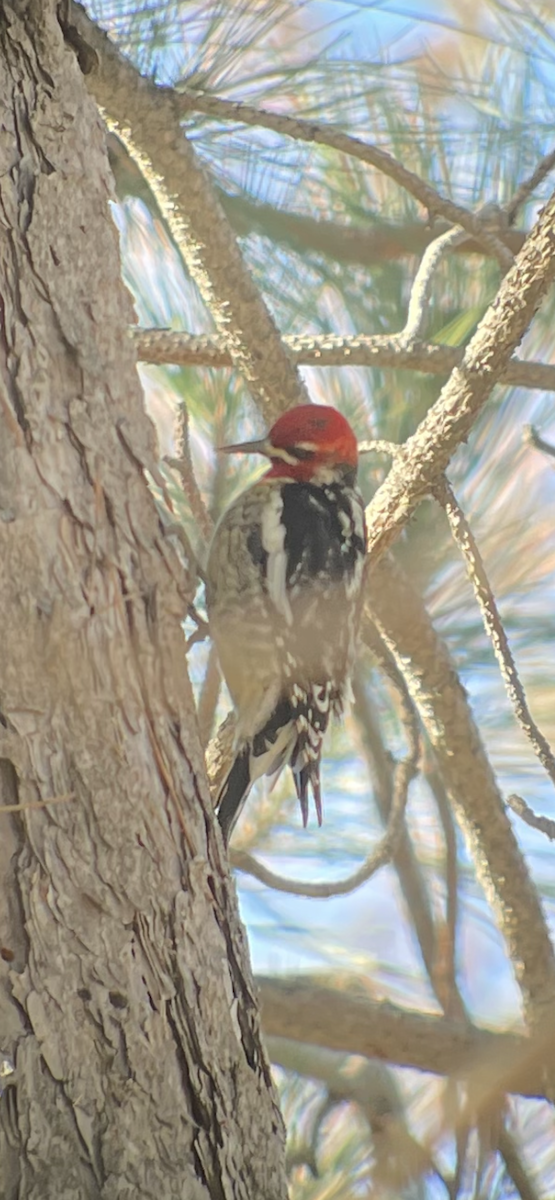 Red-naped x Red-breasted Sapsucker (hybrid) - ML614957228