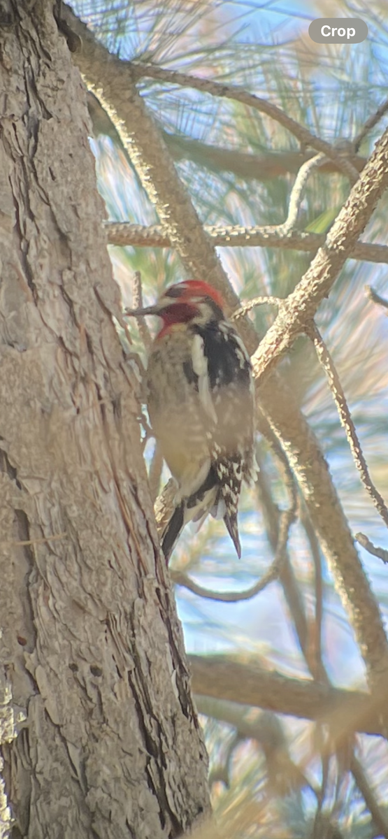 Red-naped x Red-breasted Sapsucker (hybrid) - Richard  Laubach
