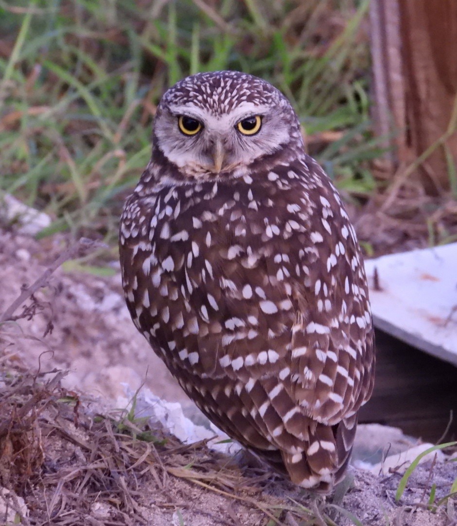 Burrowing Owl - ML614957283