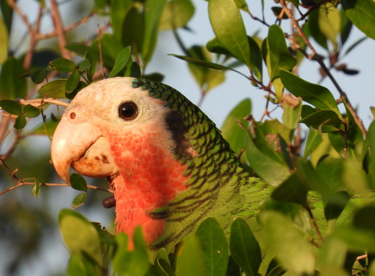 Cuban Parrot (Bahamas) - ML614957299