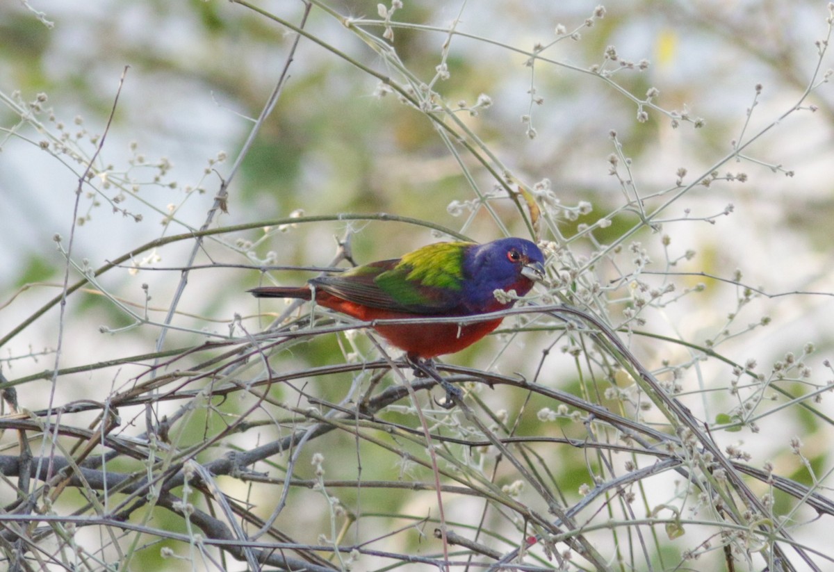 Painted Bunting - ML614957453