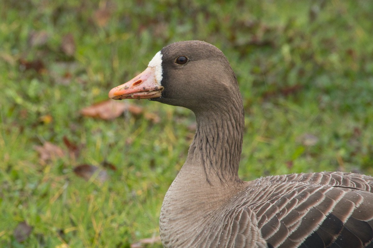 Greater White-fronted Goose - ML614957454