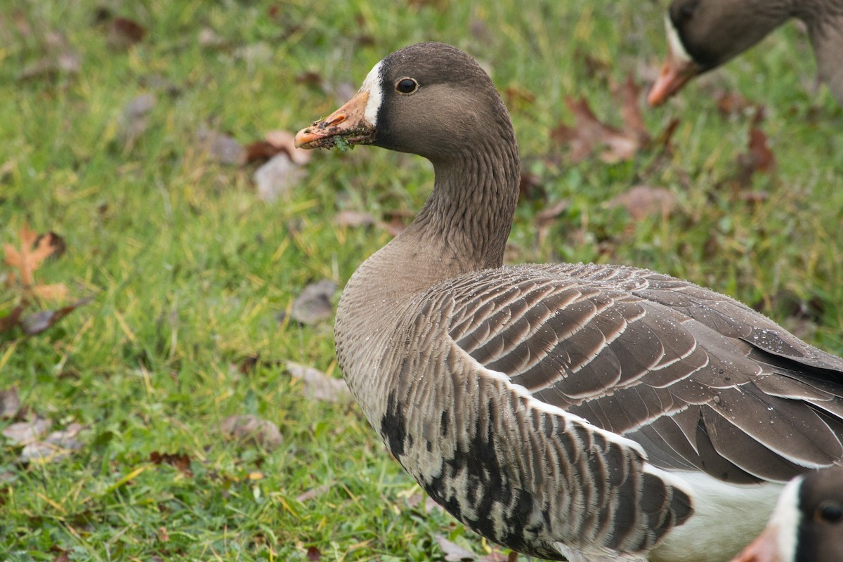 Greater White-fronted Goose - ML614957455