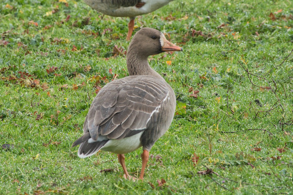 Greater White-fronted Goose - ML614957456