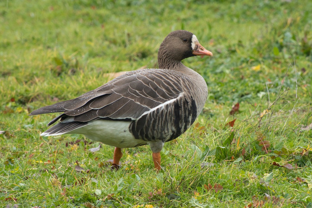 Greater White-fronted Goose - ML614957457