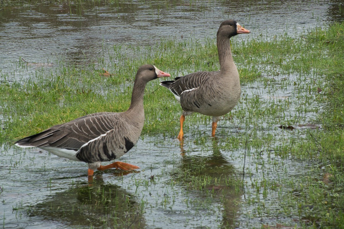 Greater White-fronted Goose - ML614957458