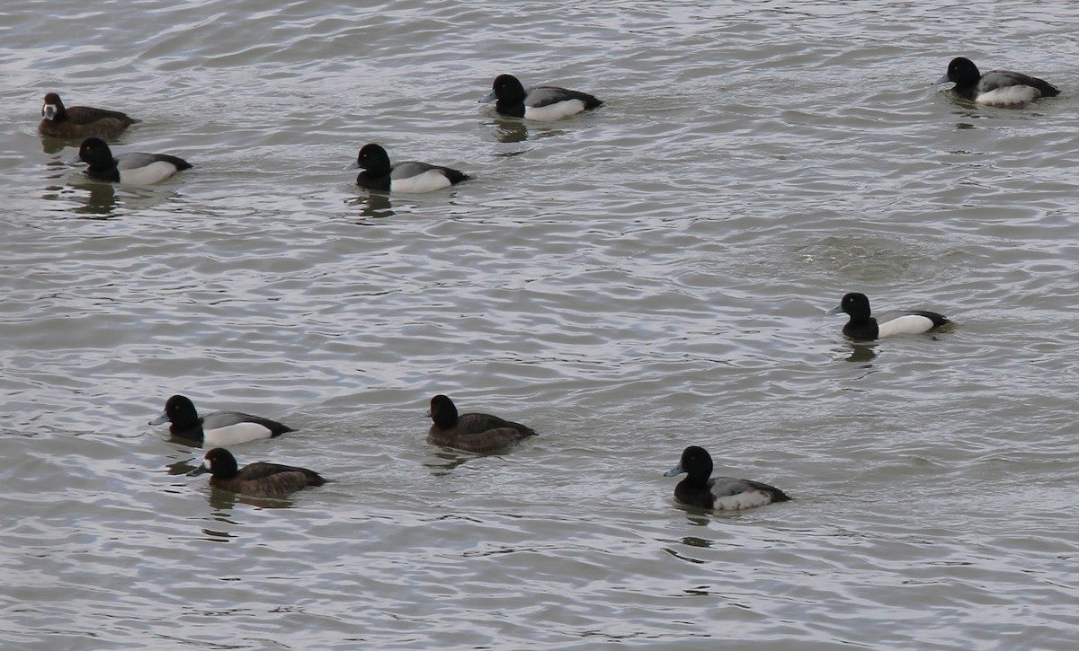 Greater Scaup - ML614957774