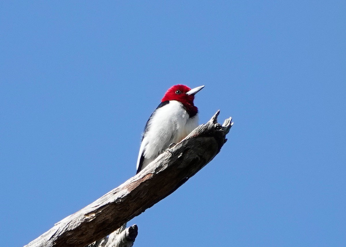 Red-headed Woodpecker - Peter Fang/ Gloria Smith