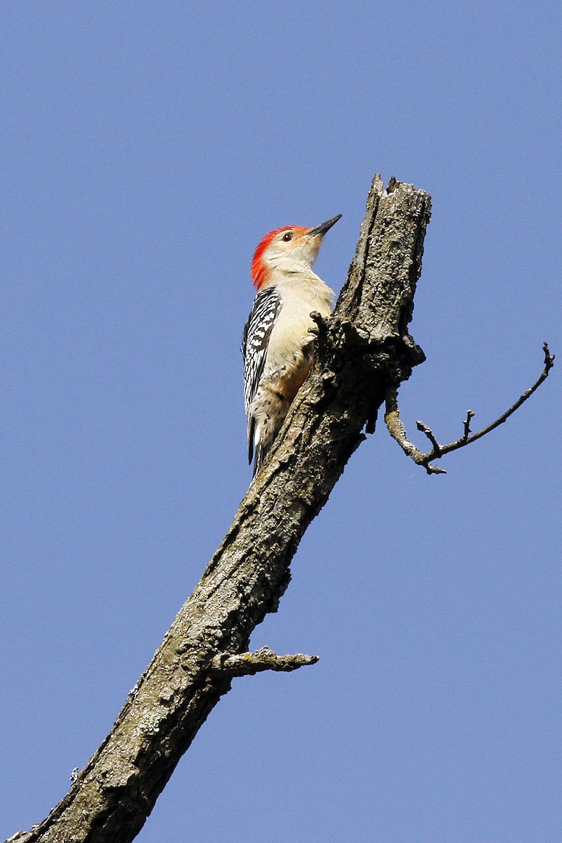 Red-bellied Woodpecker - ML614957859