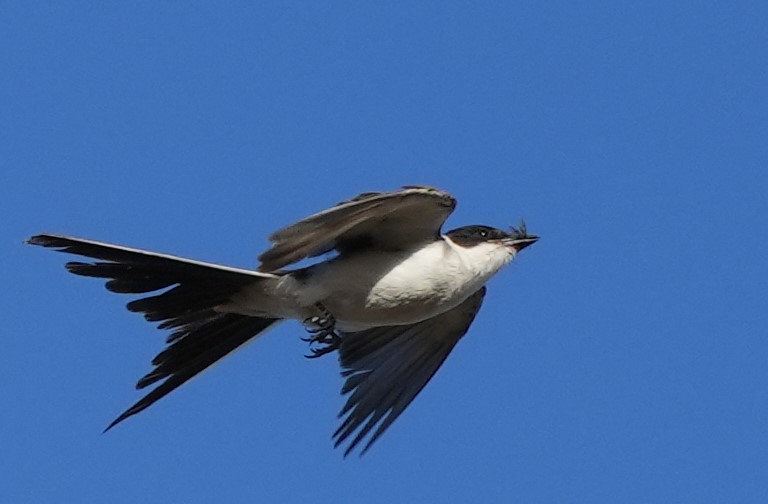 Fork-tailed Flycatcher - ML614958037