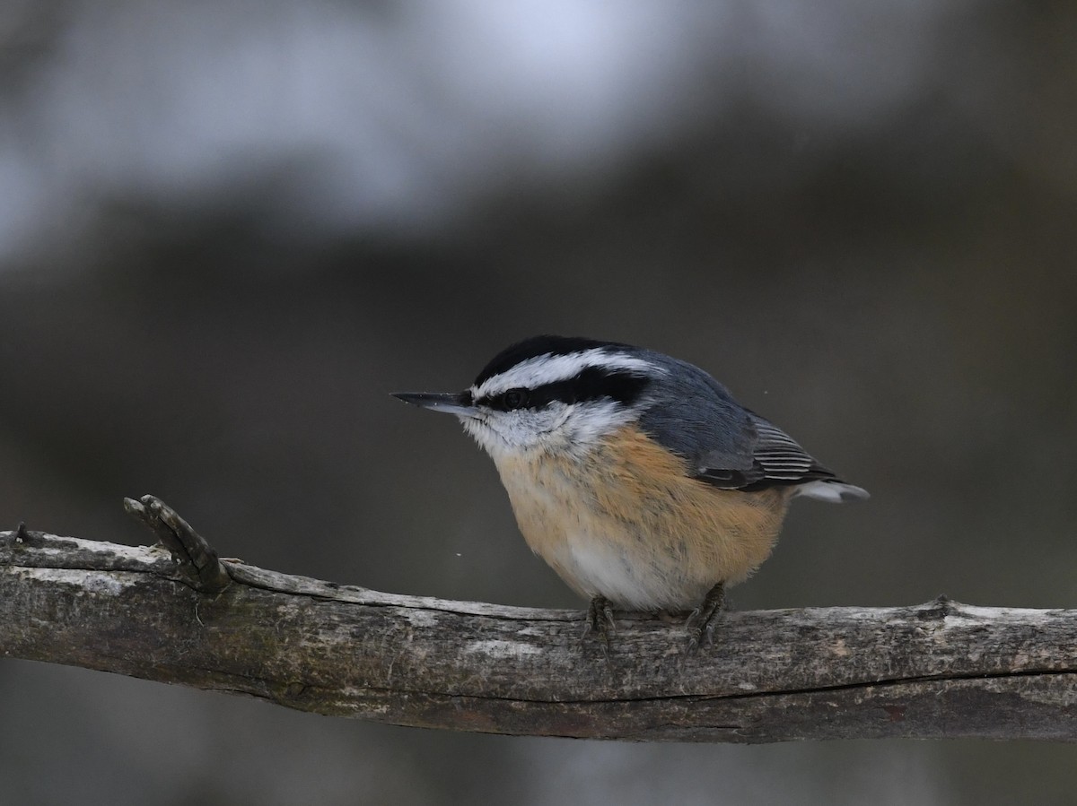 Red-breasted Nuthatch - ML614958040