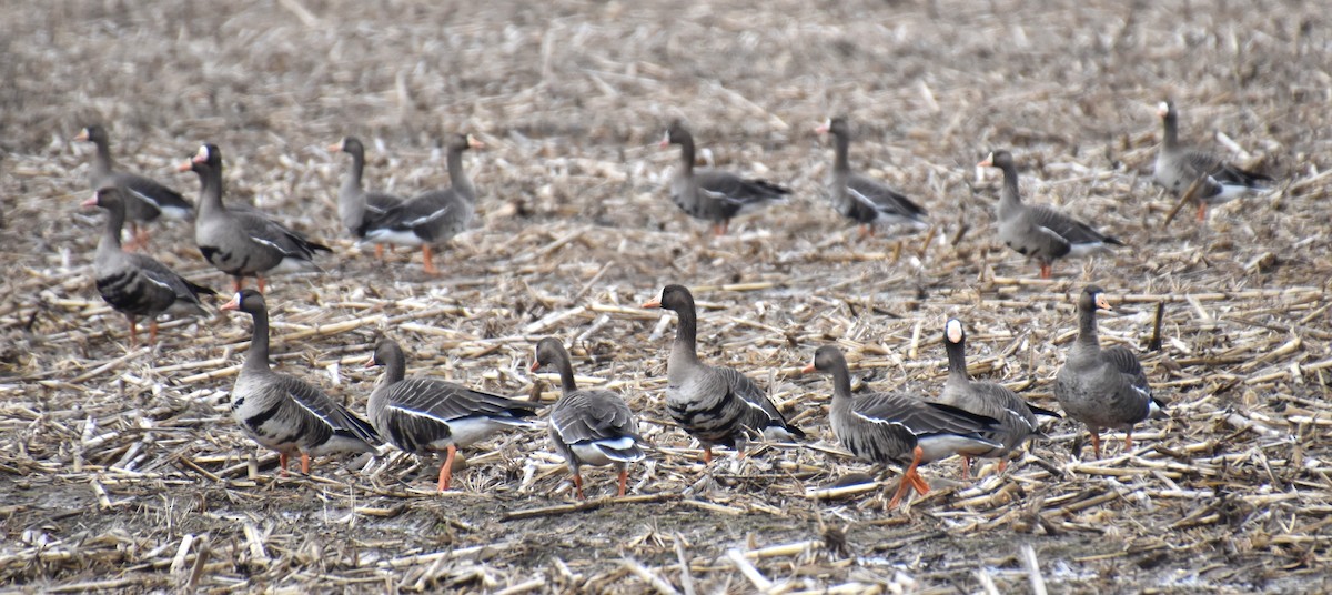 Greater White-fronted Goose - ML614958552