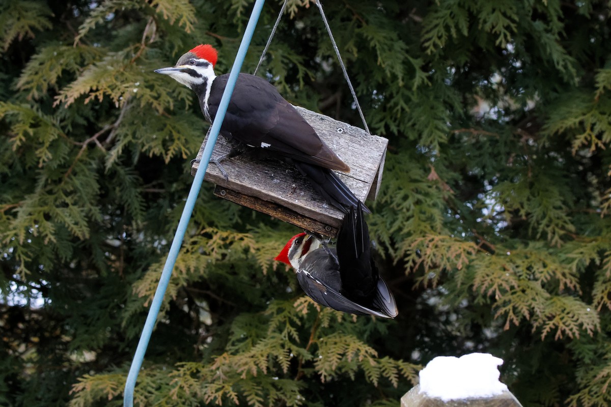 Pileated Woodpecker - ML614958560