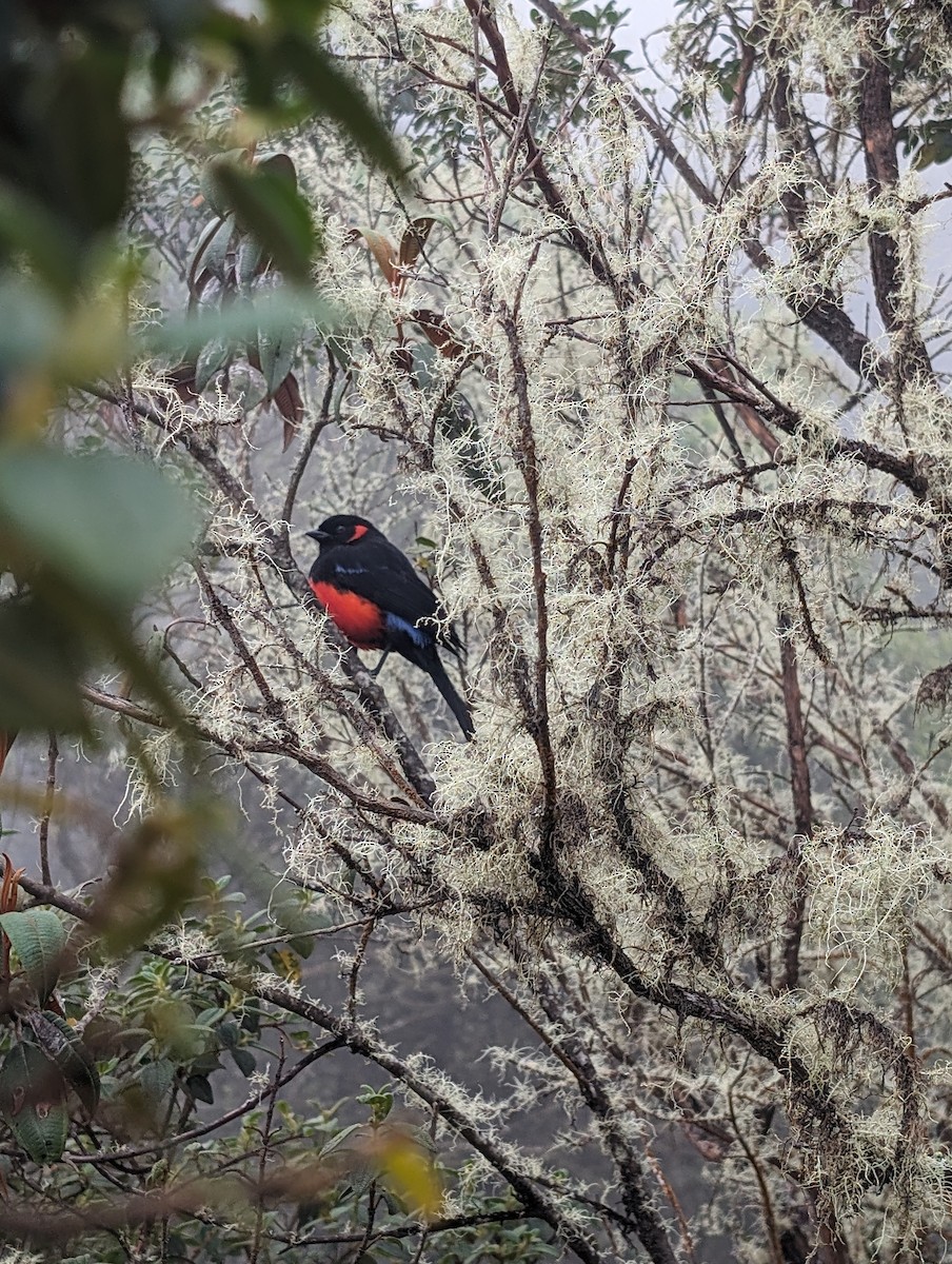 Scarlet-bellied Mountain Tanager - ML614958805