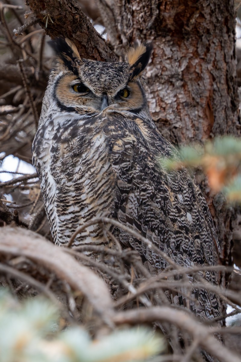 Great Horned Owl - ML614958943