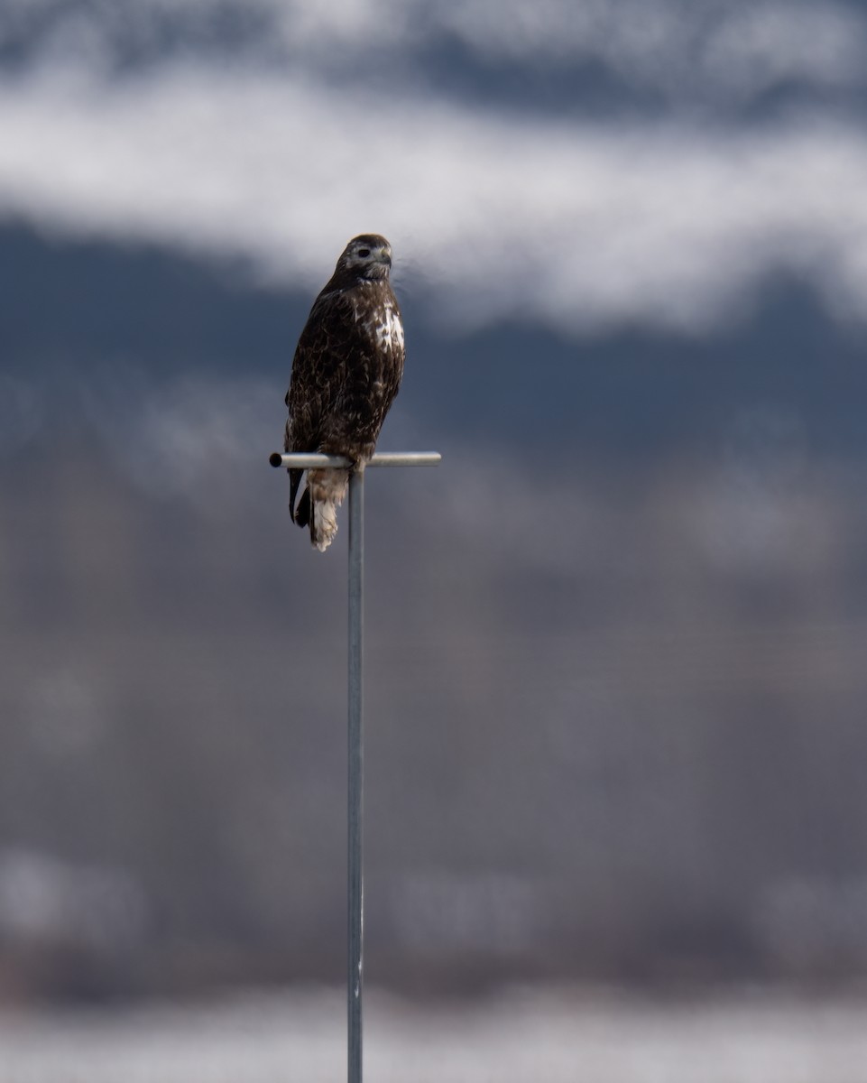 Red-tailed Hawk (Harlan's) - ML614959256