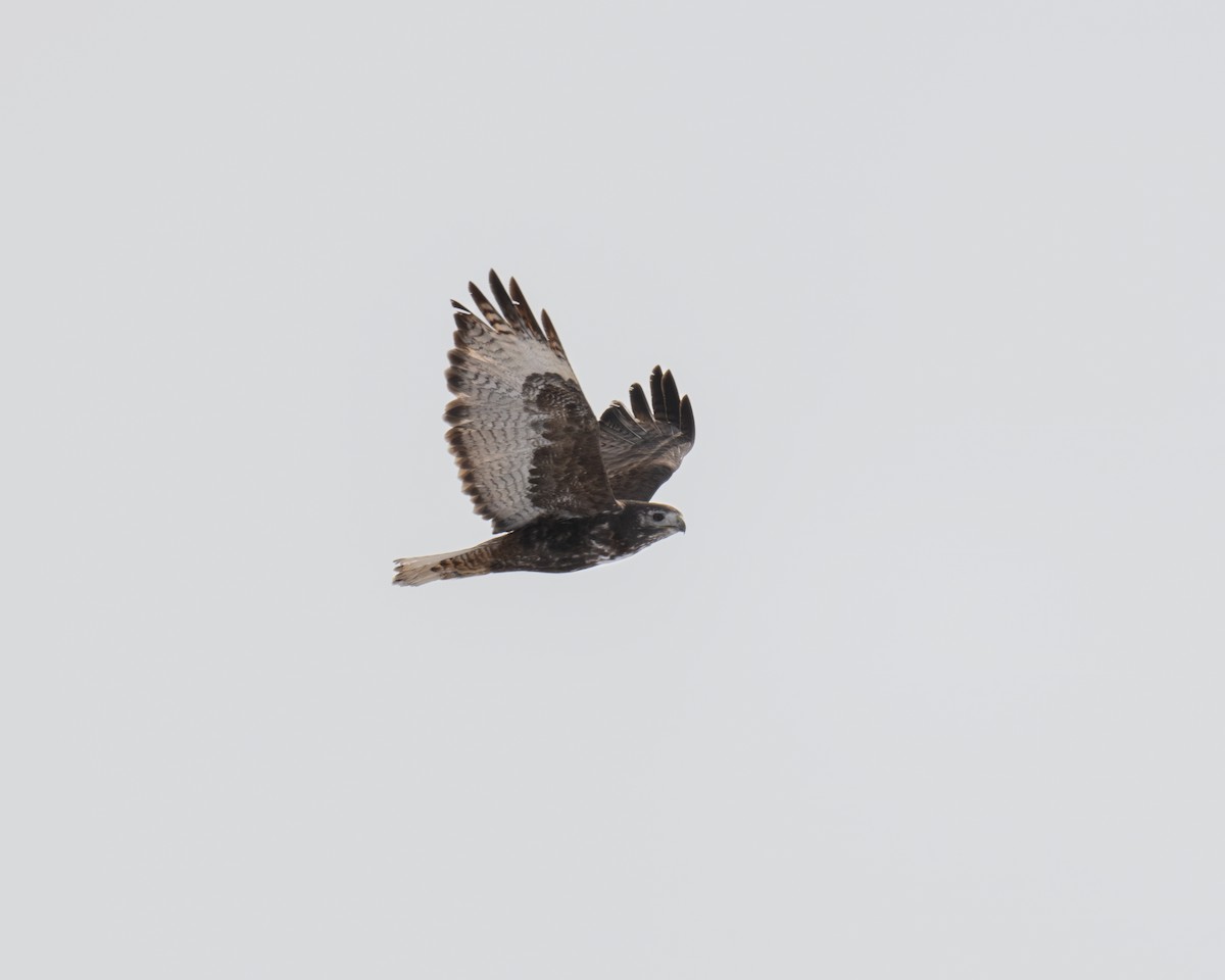 Red-tailed Hawk (Harlan's) - ML614959324