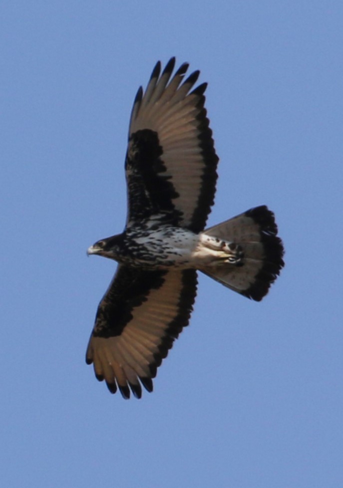 African Hawk-Eagle - Chris Conard
