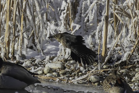 Lee Metcalf NWR, Ravalli County, MT, US - eBird Hotspot