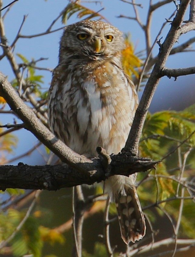 Pearl-spotted Owlet - ML614959460