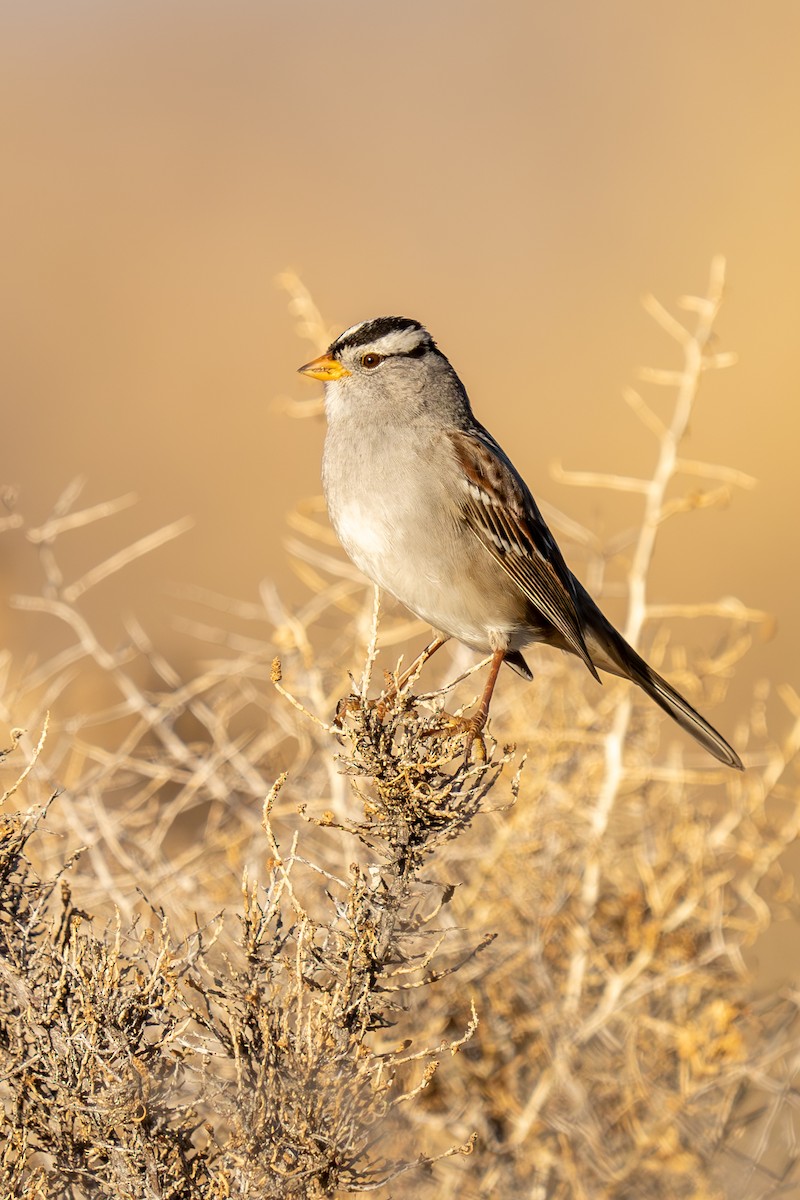 White-crowned Sparrow - ML614959506