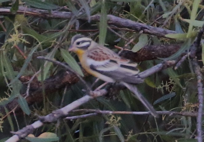 Golden-breasted Bunting - ML614959532