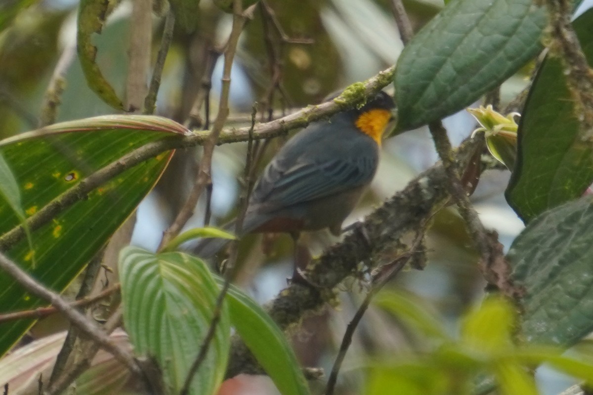 Yellow-throated Tanager - ML614959648