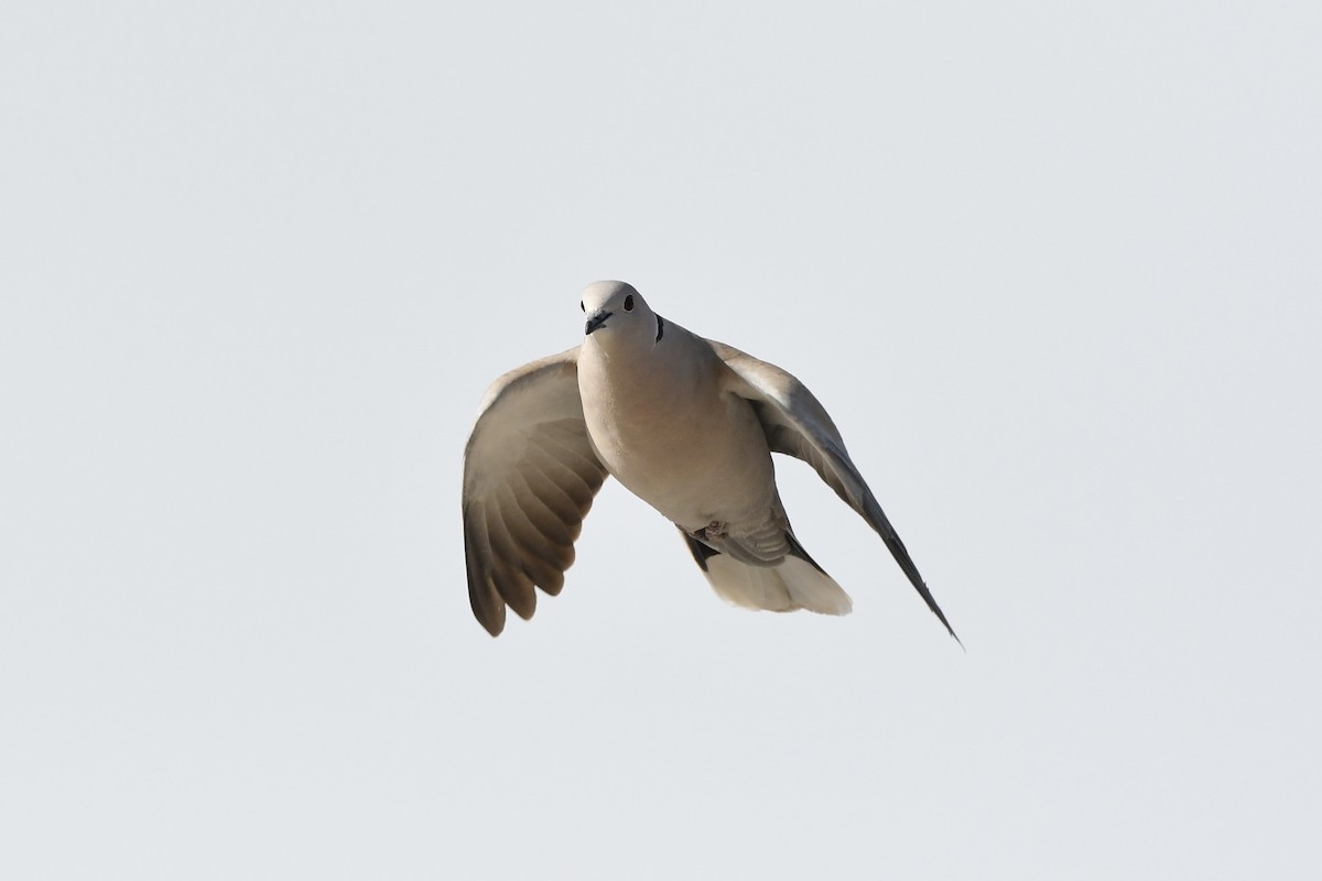 Eurasian Collared-Dove - ML614959693