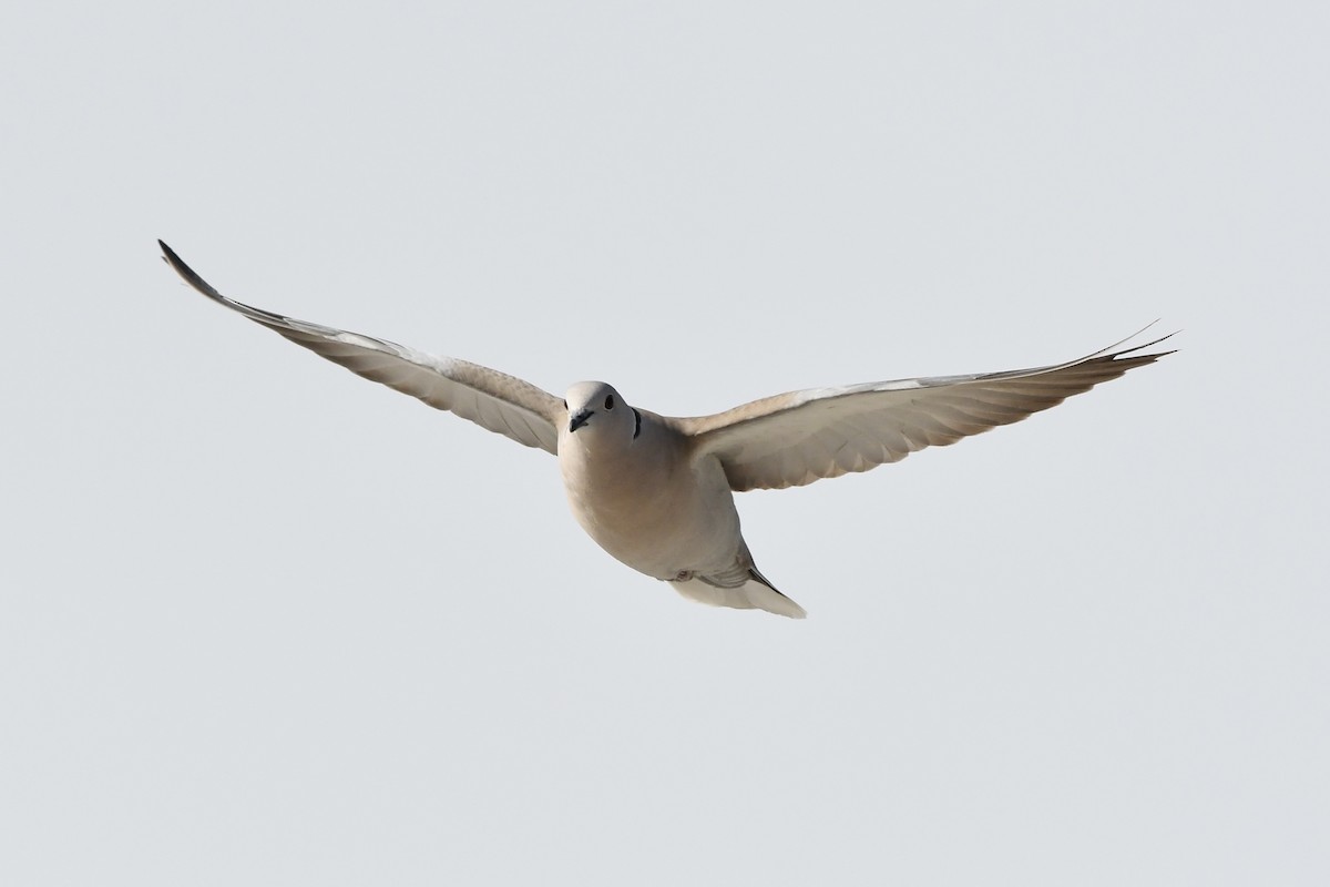 Eurasian Collared-Dove - ML614959694