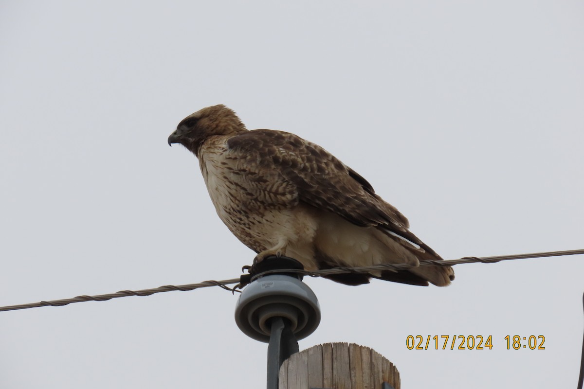Red-tailed Hawk - ML614959708