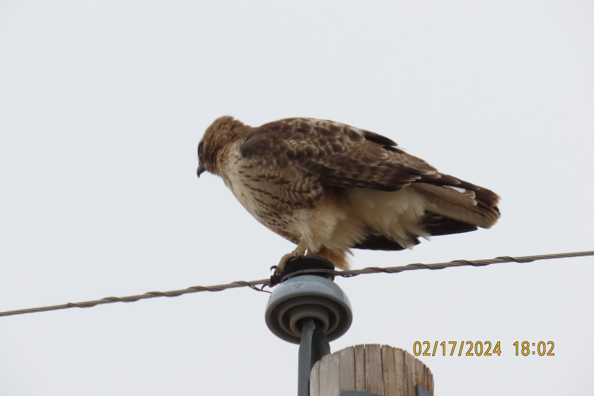 Red-tailed Hawk - ML614959717