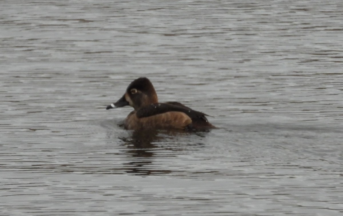 Ring-necked Duck - ML614959818