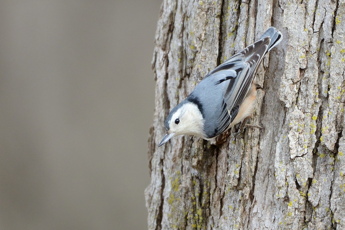 White-breasted Nuthatch - ML614959819
