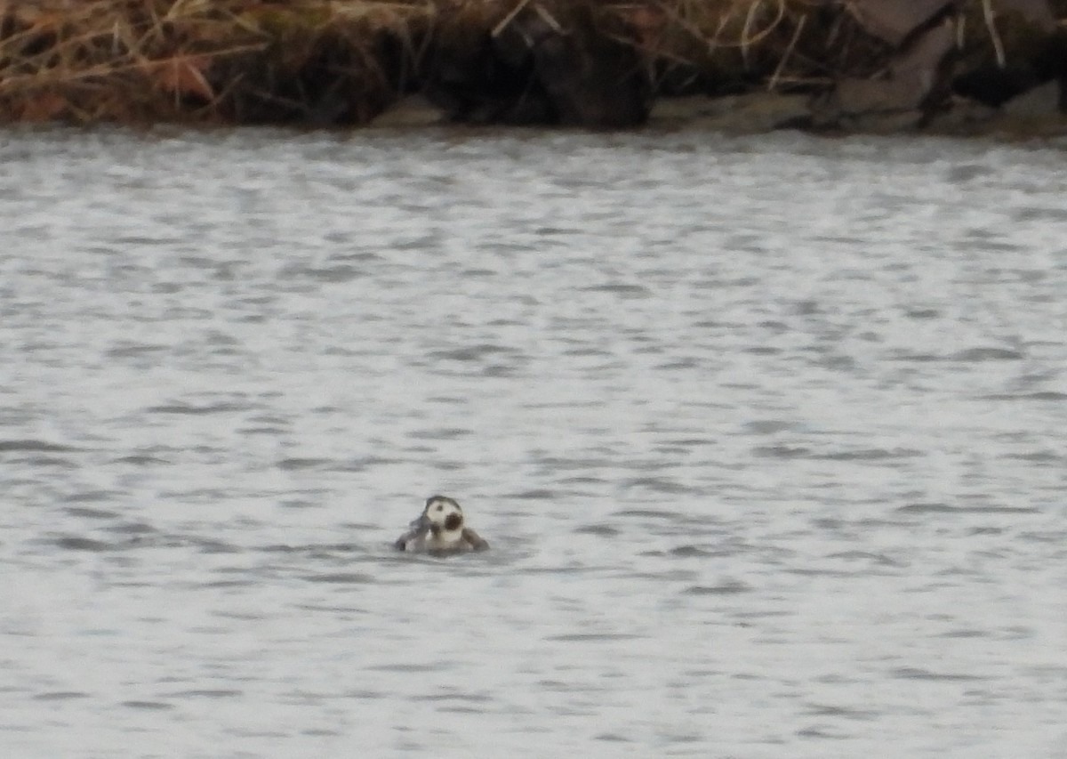 Long-tailed Duck - ML614959911