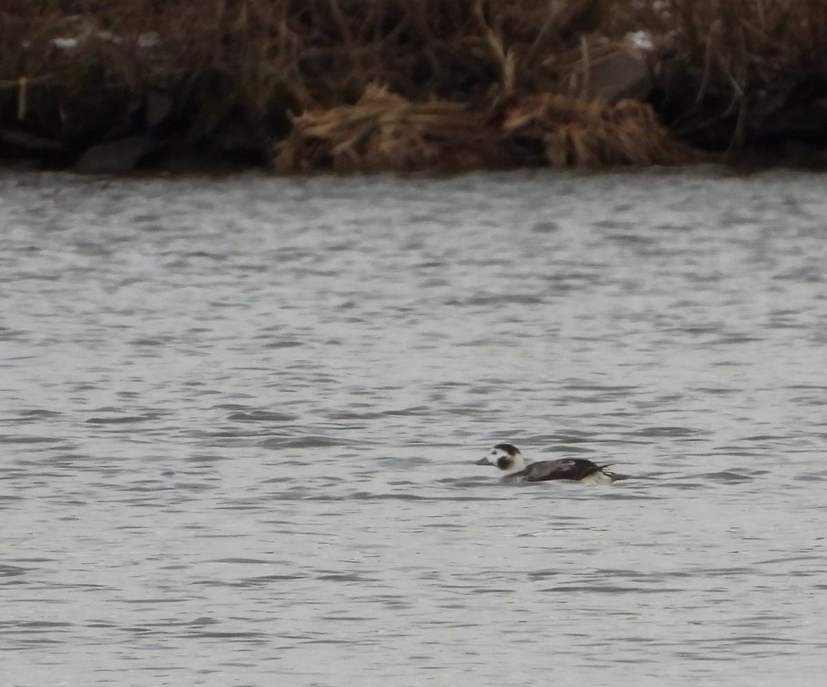 Long-tailed Duck - Ted Purcell