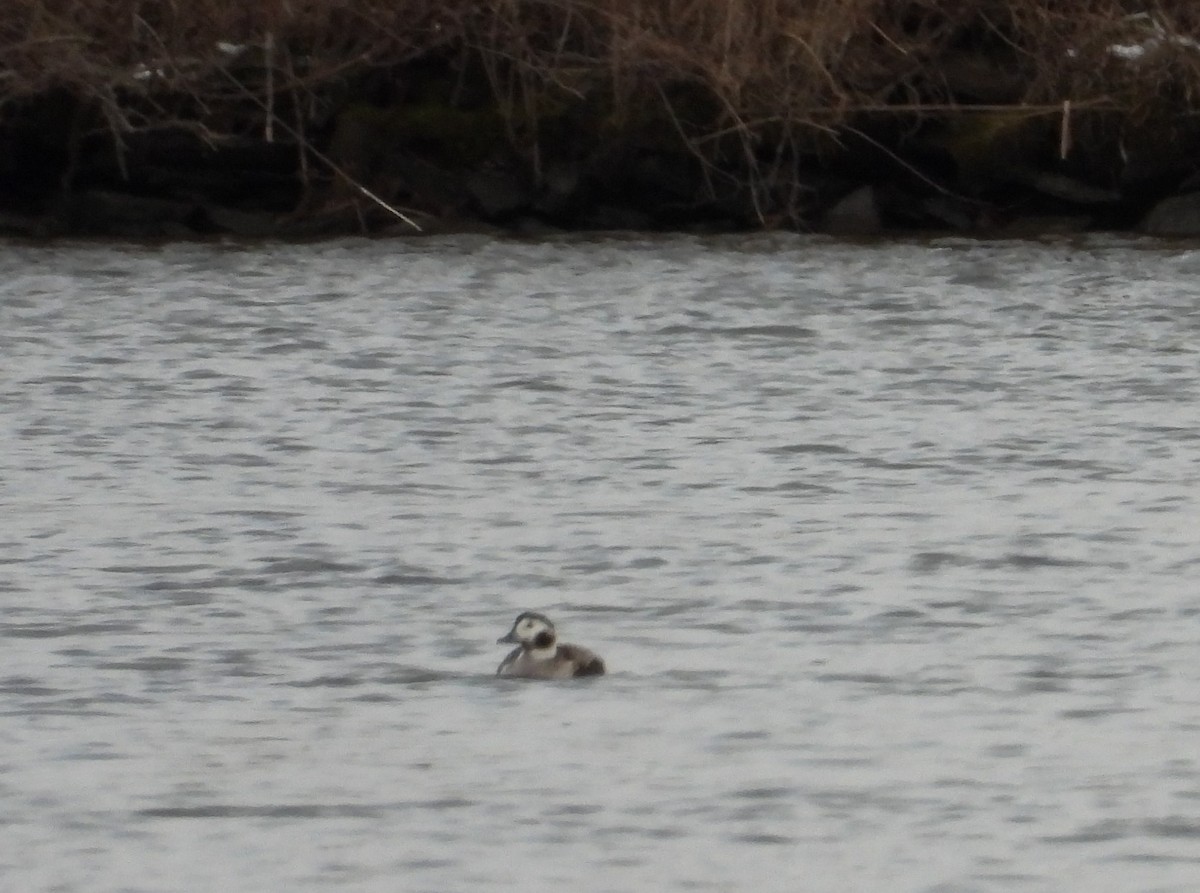 Long-tailed Duck - ML614959913